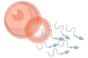ilustra05_infertilidade